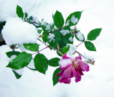 Snow Rose