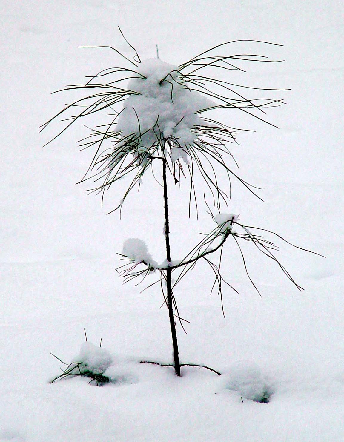 I Coulda Been a Christmas Tree