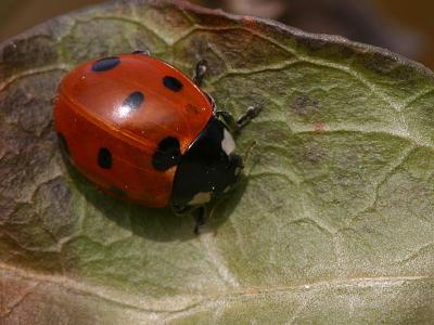 Coccinella septempunctata