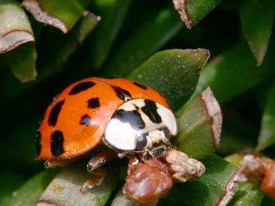 Harmonia axyridis