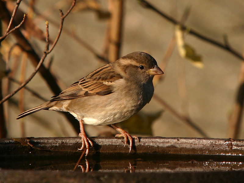 House Sparrow (female)