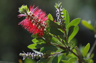 Bottlebrush
