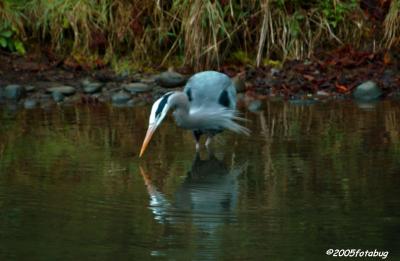 Great Blue Heron fishing