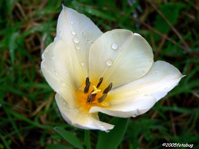 Rain drops on petals