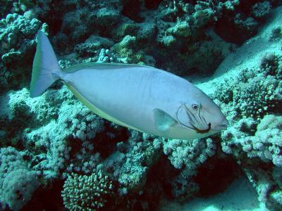 Cleaner hogfish