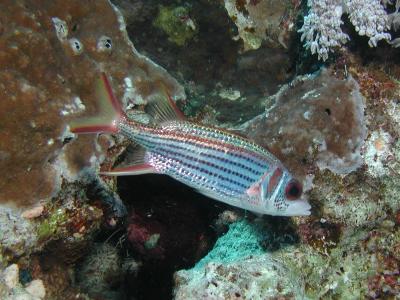 ZFP0007.JPG