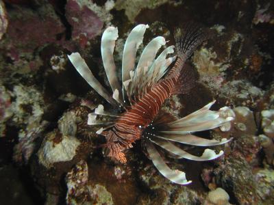 ZFP0130.JPG