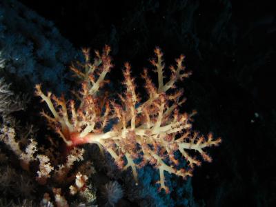 ZFP0240.JPG