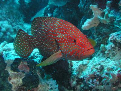 ZFP0264.JPG