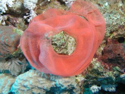 ZFP0275.JPG