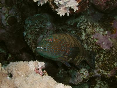 ZFP0320.JPG