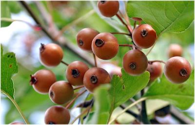 Brown berries