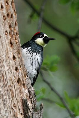 Acorn Woodpecker