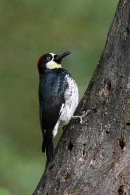 Acorn Woodpecker