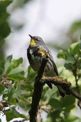 Yellow-Rumped Warbler