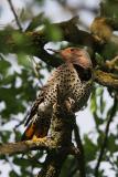 Yellow-shafted Northern Flicker