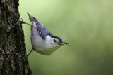 Chickadees, Nuthatches, Bushtits