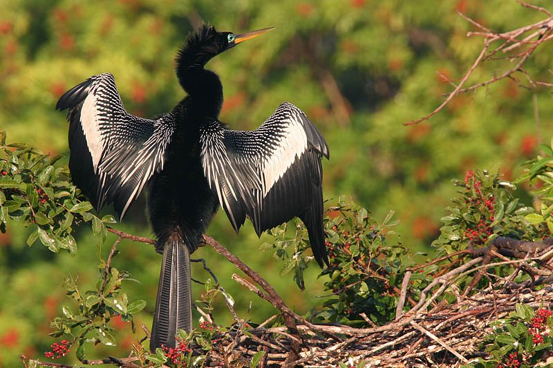 Anhinga