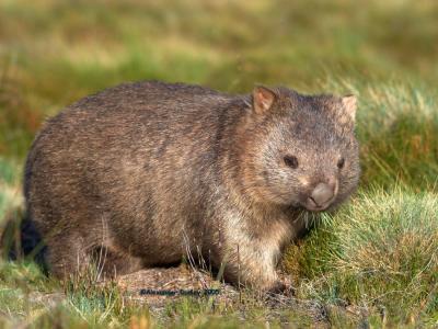 Common Wombat, Vombatus ursinus