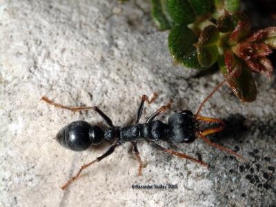 Jackjumper ant