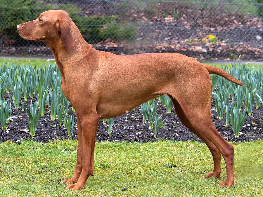 Sh Ch Finnougric Ambersong