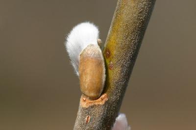 Bourgeons