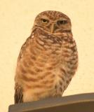 Burrowing Owl