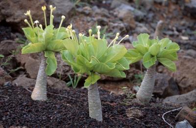 02-14-Alula, Kauai's endemic plant