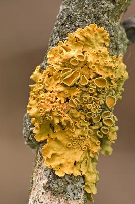 Lichen