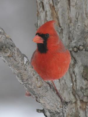 u5/grizzlyike/medium/41006235.NorthernCardinal04a.jpg