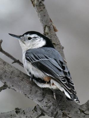 White-breasted 03.jpg