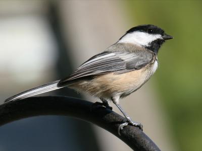 Black-capped Chickadee 04