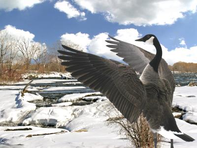 Canada Goose 05