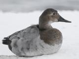 Canvasback 06