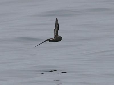 Ashy Storm-Petrel