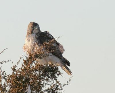 Red-tailed Hawk, Eastern form