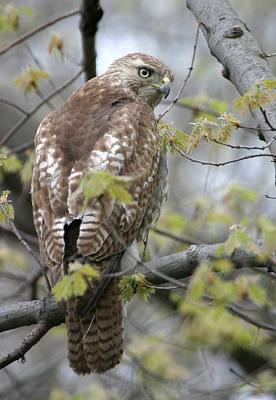 Red-tailed Hawk, Eastern form