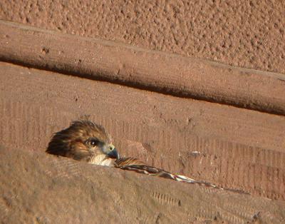 Red-tailed Hawk, Eastern form