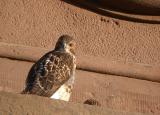 Red-tailed Hawk, Eastern form