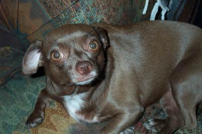 Gypsy  1yr  11mths