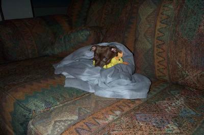Gypsy  1yr  11mths