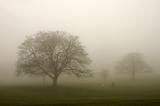 164 Trees In The Mist.