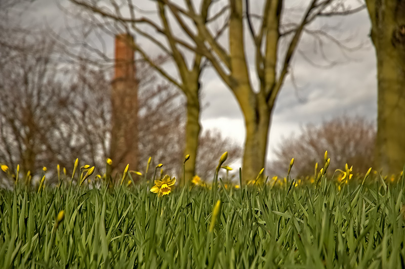 161 Springish.