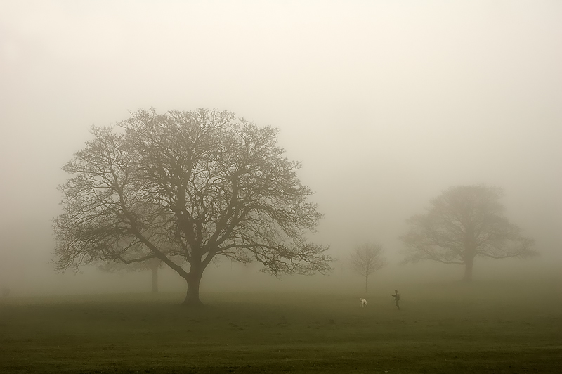 164 Trees In The Mist.
