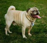 Mugsy3
