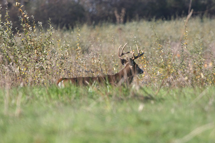 11point-backview.jpg