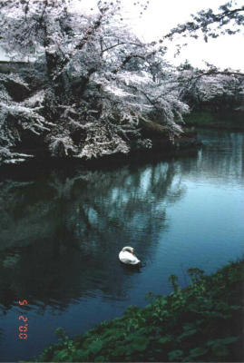 Swan in the moat at Hirosaki Park