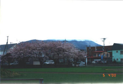 Cherry Blossoms at the School for the Deaf in Yadamae