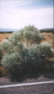 Sage brush