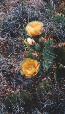 Cactus in flower